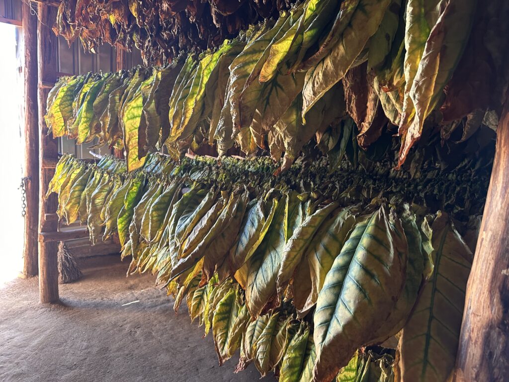 Tobacco plants