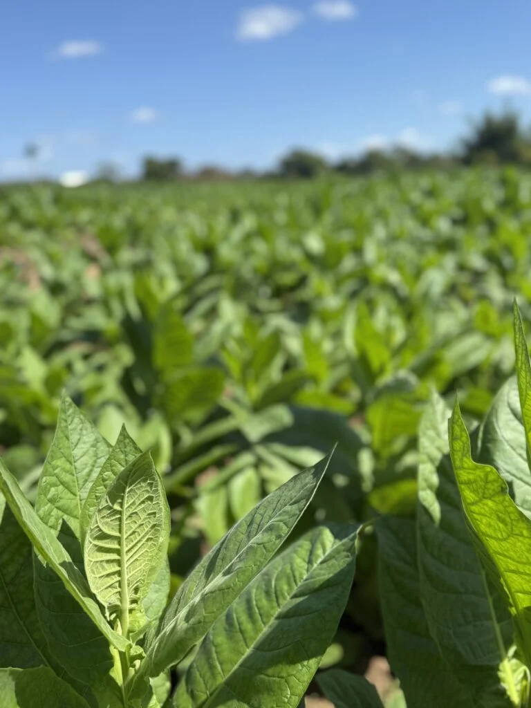 Tobacco plants